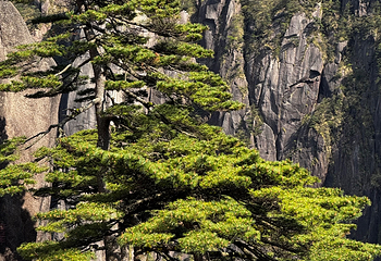 黄山风景区第 117 张图片