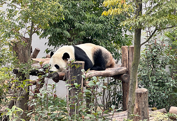 成都大熊猫繁育研究基地第 69 张图片