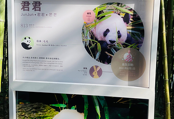 熊猫谷第 89 张图片