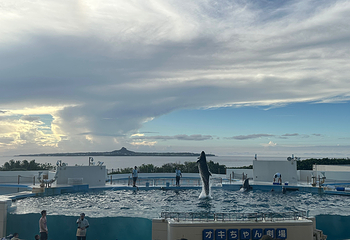 冲绳美丽海水族馆第 93 张图片
