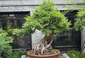 个园第 122 张图片