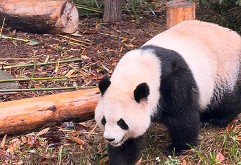 成都大熊猫繁育研究基地第 221 张图片
