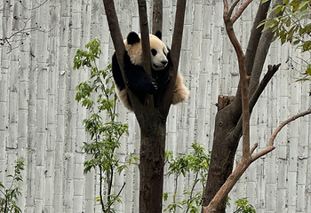 成都大熊猫繁育研究基地第 381 张图片