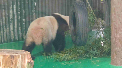 上海动物园第 157 张图片