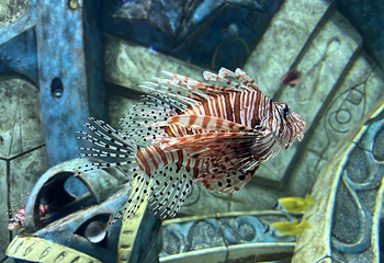 三亚亚特兰蒂斯失落的空间水族馆第 153 张图片
