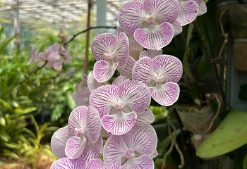 湖南省植物园第 15 张图片