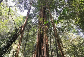 勐远仙境第 132 张图片