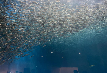 名古屋港水族馆第 42 张图片