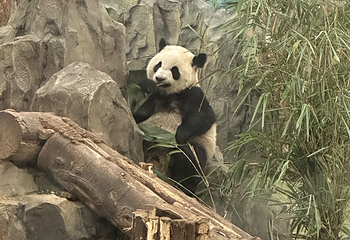 成都大熊猫繁育研究基地第 486 张图片