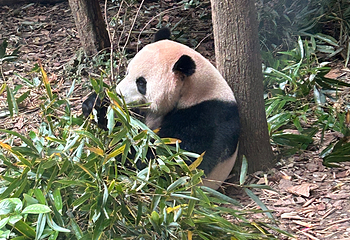 成都大熊猫繁育研究基地第 350 张图片