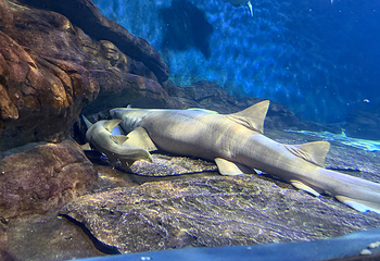 上海海洋水族馆第 131 张图片
