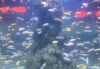 长春中泰海洋世界第 26 张图片
