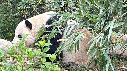 成都大熊猫繁育研究基地第 139 张图片