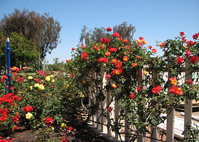 巴尔博亚公园玫瑰园