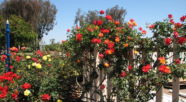 巴尔博亚公园玫瑰园