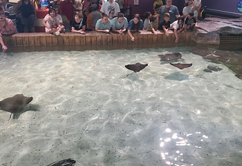 莱利大烟山水族馆第 14 张图片