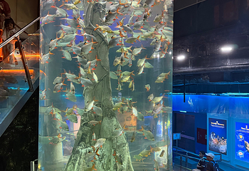 吉隆坡城中城水族馆第 24 张图片