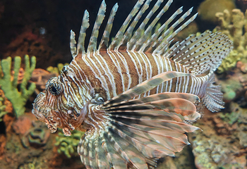 上海海洋水族馆第 54 张图片