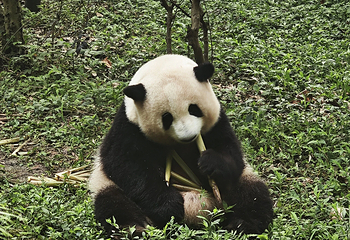 成都大熊猫繁育研究基地第 66 张图片