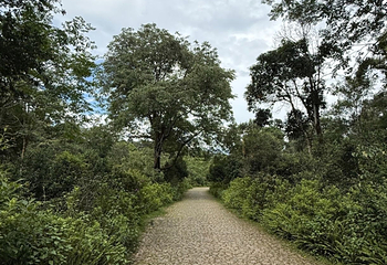 景迈山茶林文化景区第 26 张图片