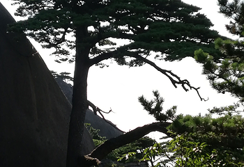 黄山风景区第 472 张图片