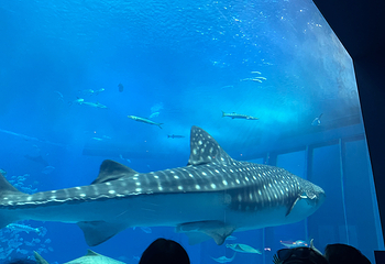 冲绳美丽海水族馆第 135 张图片