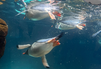 墨尔本水族馆第 47 张图片