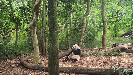 成都大熊猫繁育研究基地第 186 张图片