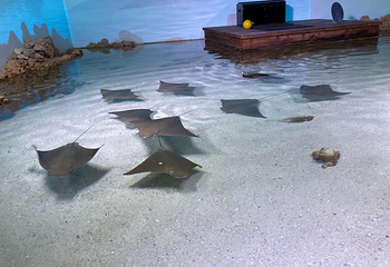 丹麦国立水族馆第 45 张图片