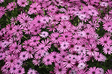 Jardin Botanico Marimurtra第 18 张图片