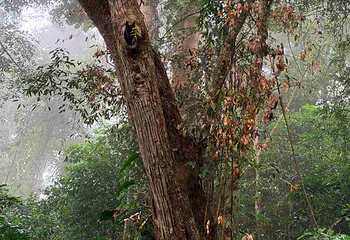 基诺山巴朵幽谷雨林徒步第 23 张图片