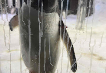 悉尼水族馆第 55 张图片