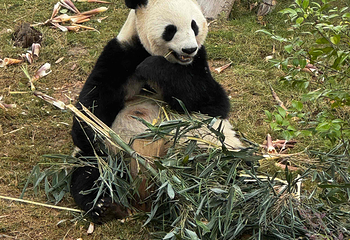 成都大熊猫繁育研究基地第 261 张图片