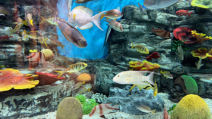 济州岛Aqua Planet水族馆第 49 张图片