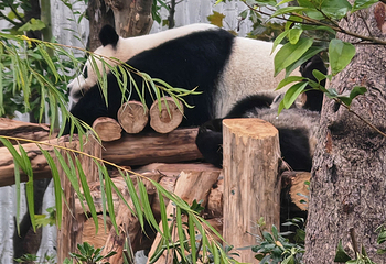 成都大熊猫繁育研究基地第 178 张图片