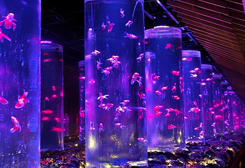 银座艺术水族馆美术馆第 40 张图片