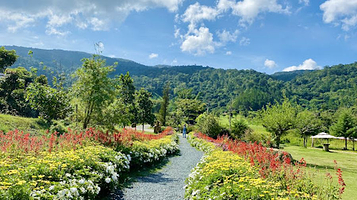 The Florest - Hoa Trong Rừng