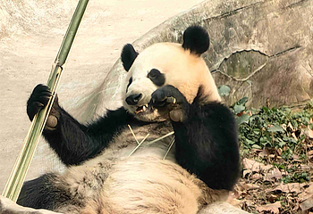 都江堰中华大熊猫苑(原熊猫乐园)第 35 张图片