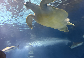 上海海洋水族馆第 204 张图片