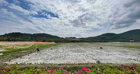 水稻国家公园第 148 张图片