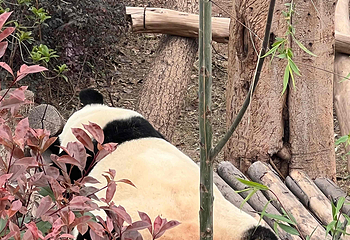 成都大熊猫繁育研究基地第 449 张图片