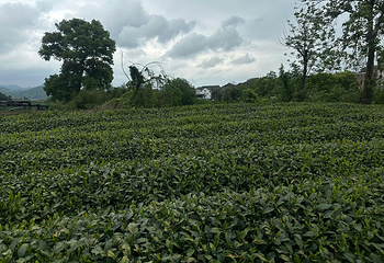 杭州龙坞茶村第 25 张图片