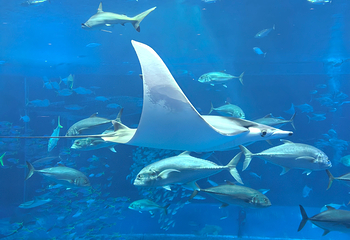 冲绳美丽海水族馆第 64 张图片