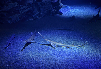 冲绳美丽海水族馆第 85 张图片