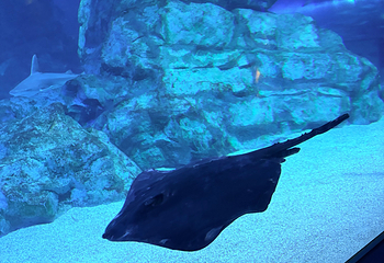 Sea Life COEX水族馆第 60 张图片