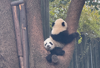 成都大熊猫繁育研究基地第 562 张图片