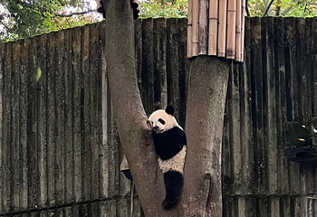成都大熊猫繁育研究基地第 544 张图片