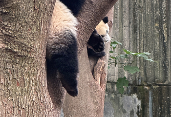 成都大熊猫繁育研究基地第 382 张图片