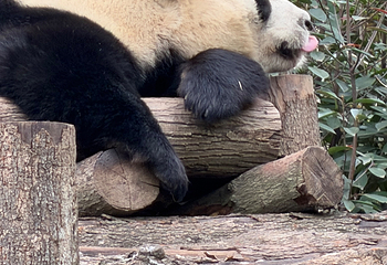 成都大熊猫繁育研究基地第 393 张图片