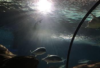 上海海洋水族馆第 176 张图片